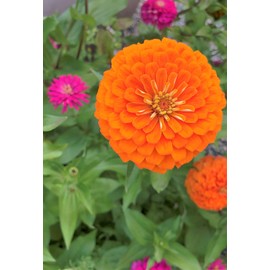 TomorrowSeeds - Orange King Zinnia Seeds - 600+ Count - for 2025 Planting California Giants Zinnia Elegans Cut and Come Again Oriole Coral Salmon Flower Grow Your Own Home Farm Patio Healthy