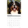 Bernese Mountain Dogs 2026 12" x 12" Wall Calendar
