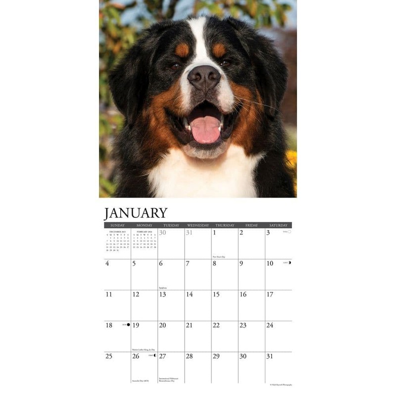 Bernese Mountain Dogs 2026 12" x 12" Wall Calendar