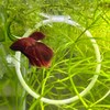 Betta Fish Olympic Ring For Betta Fish Trainning 2 Pack