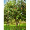 Winesap Apple Trees, Late-Season Harvest, Deciduous, Large Bright Red Fruit,