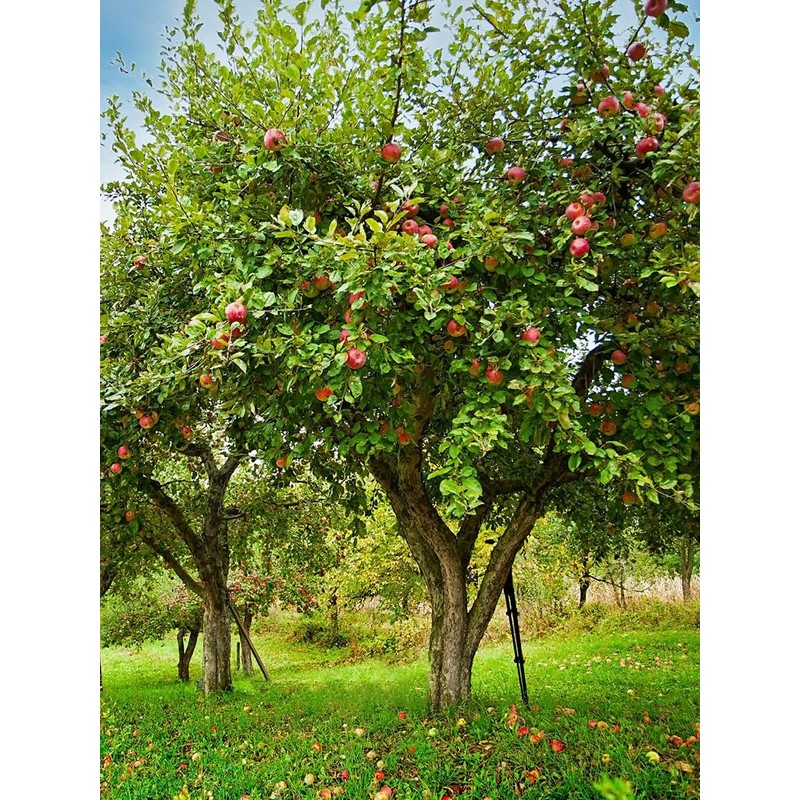 Winesap Apple Trees, Late-Season Harvest, Deciduous, Large Bright Red Fruit,