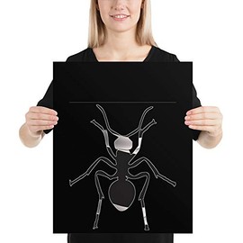Ant 1 16 Poster