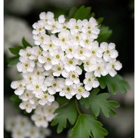 MySeeds.Co Crataegus monogyna (Single Seed English Hawthorn) Shrub Seeds, Beautiful Flowers - 1 oz (~ 388 Seeds)