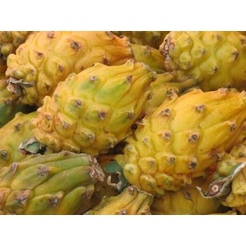 Yellow Dragon Fruit Cutting 6 Inc to 8 Inc Length for Planting 1 Cutting