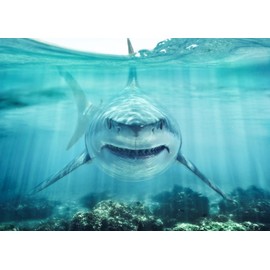 Fmarui 8x6ft Shark Underwater Backdrop, White Shark Ocean Theme Party Decorations, Under The Sea Birthday Banner, Aquarium Background, Kids Photo Booth Props