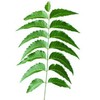 Fresh Neem Leaves