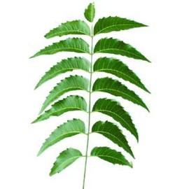 Fresh Neem Leaves
