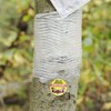 Catchmaster Tree Banding Insect Adhesive Barrier - Protective Sticky Glue
