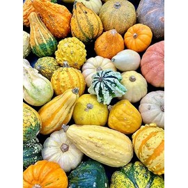 “Monster Mix” Gourd Mix Seeds – A dozen different, detailed gourd types in one packet! | Hundreds of possible color and feature combinations | USA Grown Heirloom Seeds by Liliana's Garden |