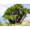 10 Seeds of Mediterranean Fan Palm Tree | European Fan