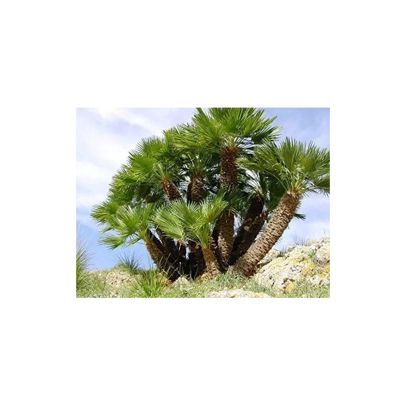10 Seeds of Mediterranean Fan Palm Tree | European Fan