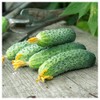 Everwilde Farms - 1 Lb Wisconsin Cucumber Seeds - Gold