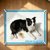 Pee Pad Holder, 28×34 Inch Thickened Silicone Dog Pee Pad