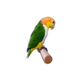 Vogelgaleria® Heavy Duty Hardwood Perch for Large Cockatiels and Parrots Self Turned (19-24cm)