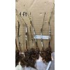 live plant Indian Blood Cling Peach grafted Bare root 1
