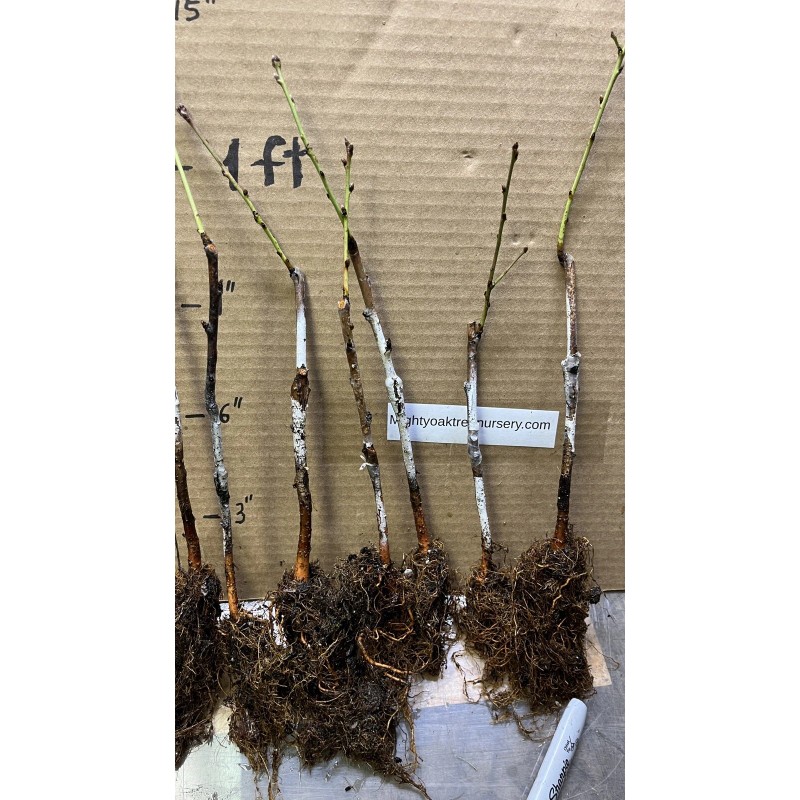 live plant Indian Blood Cling Peach grafted Bare root 1