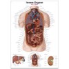 Erler Zimmer Anatomical Chart with Inner Organs 2 Sizes 50