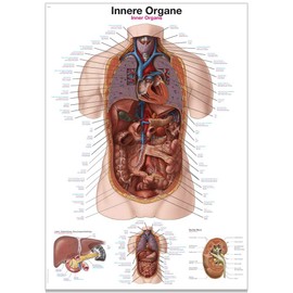 Erler Zimmer Anatomical Chart with Inner Organs 2 Sizes 50 cm x 70 cm