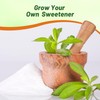 Outsidepride Stevia Sweetleaf Seeds - 100 Pcs. Perennial, Versatile &