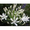 Agapanthus Getty White - 3 Live Plants - Blooming Groundcover