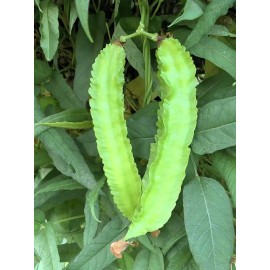 Mai's Family Winged Bean Seeds - Dragon Bean Đậu Rồng Vietnam - 98% Germ - Mai's Family - 25+ Seeds
