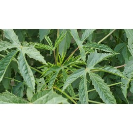 Inherited seeds Gongura Green Stem/Indianan sorrel/Pulicha