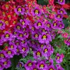 Outsidepride Butterfly Flower Schizanthus Angel Wings Seed Mix - 10000