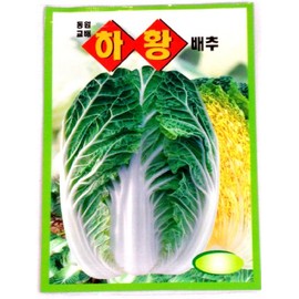 Cabbge Seeds Korean. 2 Pack(4grams-Each)