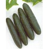 Cucumber Slicemaster Select Vegetable Seeds