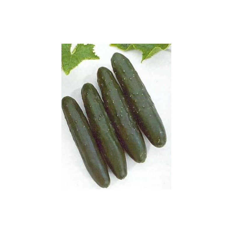 Cucumber Slicemaster Select Vegetable Seeds