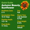 HOME GROWN Autumn Beauty Sunflower Seeds to Plant - 40