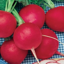 Butter Globe Radish Seeds - 4 g Packet ~900 Seeds - Non-GMO, Heirloom - Vegetable Garden, Growing Microgreens - Raphanus sativus