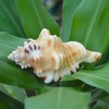 Very Rare Ganesh Conch, Lord Ganesh Shankh for Pooja, Shri