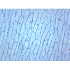 EISCO 10PK Onion Bulb, Epidermis, Whole Mount - Prepared Microscope Slides - Classroom Pack, 10 Slides in Storage Case - Biology & Microscopy