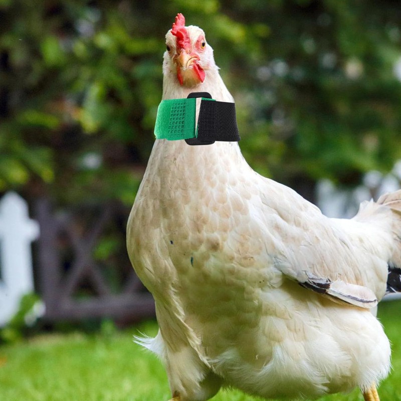 POPETPOP 2pcs Rooster Collar, No Crow Adjustable Chicken Collar, Anti