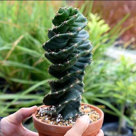 Cactus Plants 10CM Tornado Succulent Cactus Plant Spiral Cereus Repandus Mill Cactaceae