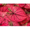 6 Crimson Sky Caladium Bulbs for Planting - Perennial Hosta,