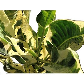 Tamara Tropical Croton Live Plant Variegated Cream and Green Leaves Indoor Outdoor Starter Size 4 Inch Pot Emerald TM
