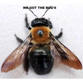 4 Real Carpenter bee DRYED SPECIMEN INSECT TAXIDERMY WE GOT THE BUG'S