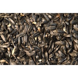 Midwest Grown Black OIL SUNFLOWER Seed Feed Wild Song Bird Food Microgreens Midwest Grown USA  - 7 Ounces