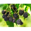 Triple Crown BlackBerry, Thornless BlackBerry Plants, 10 Ct