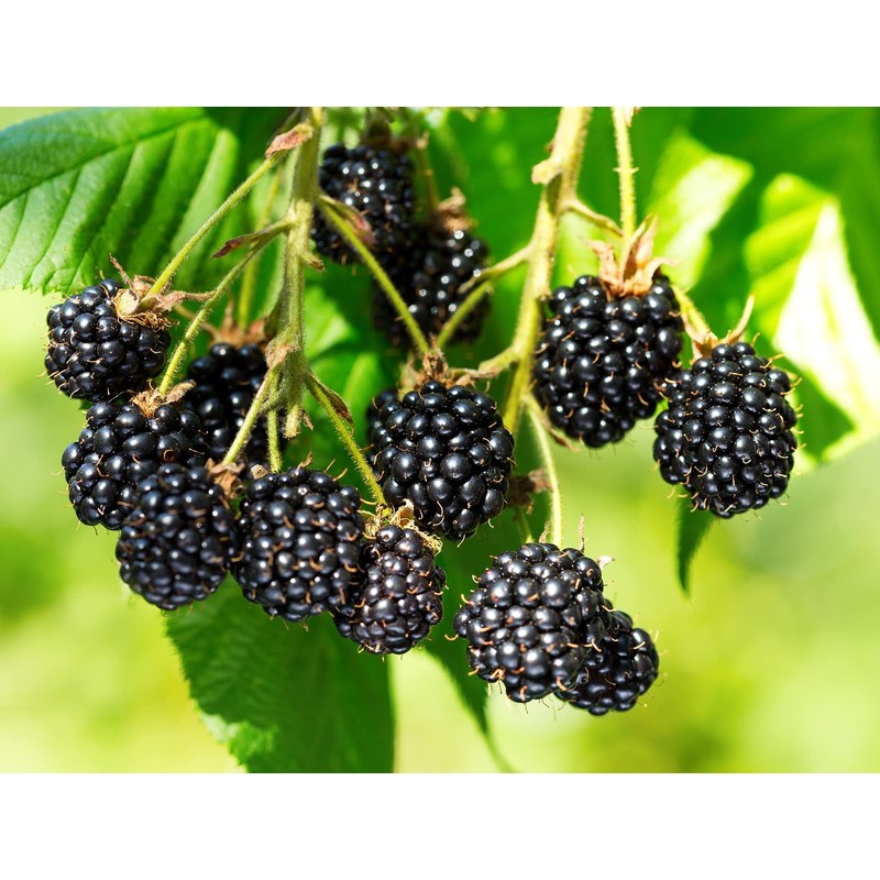 Triple Crown BlackBerry, Thornless BlackBerry Plants, 10 Ct