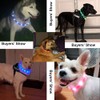 BSEEN Silicone LED Dog Collar - USB Rechargeable Light Up