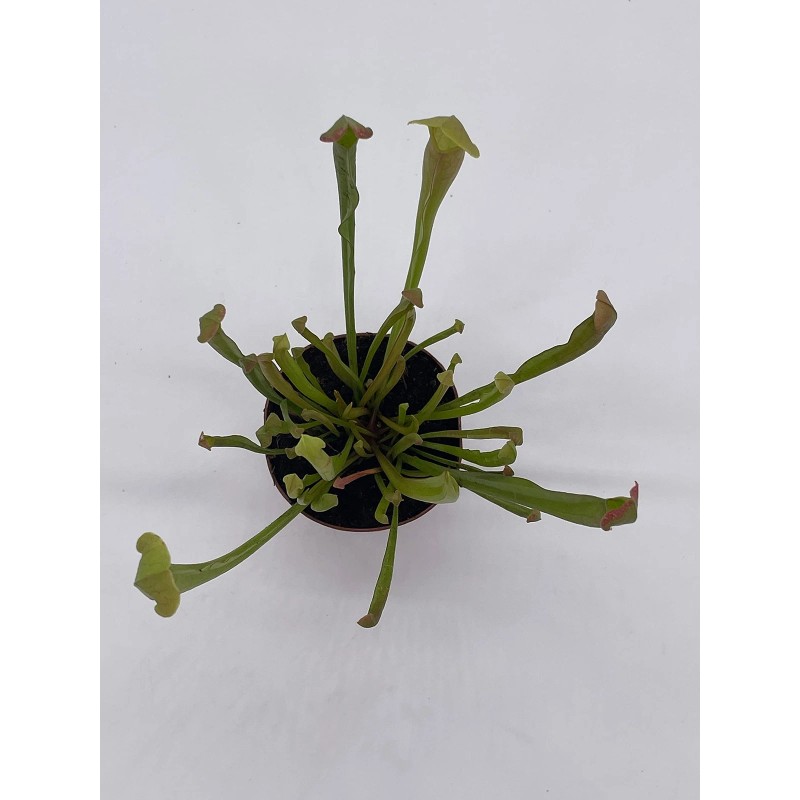 Florida House Plants Sweet Pitcher Plant, Carnivorous Plant, Sarracenia rubra