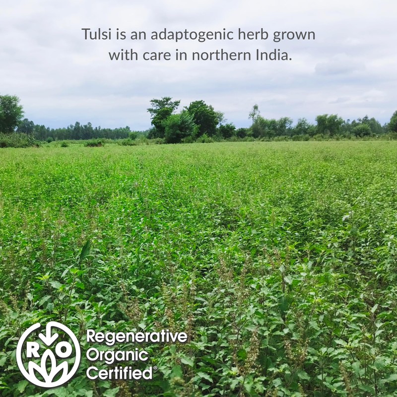 The Republic of Tea – Organic Tulsi, 36 Caffeine-Free Herbal