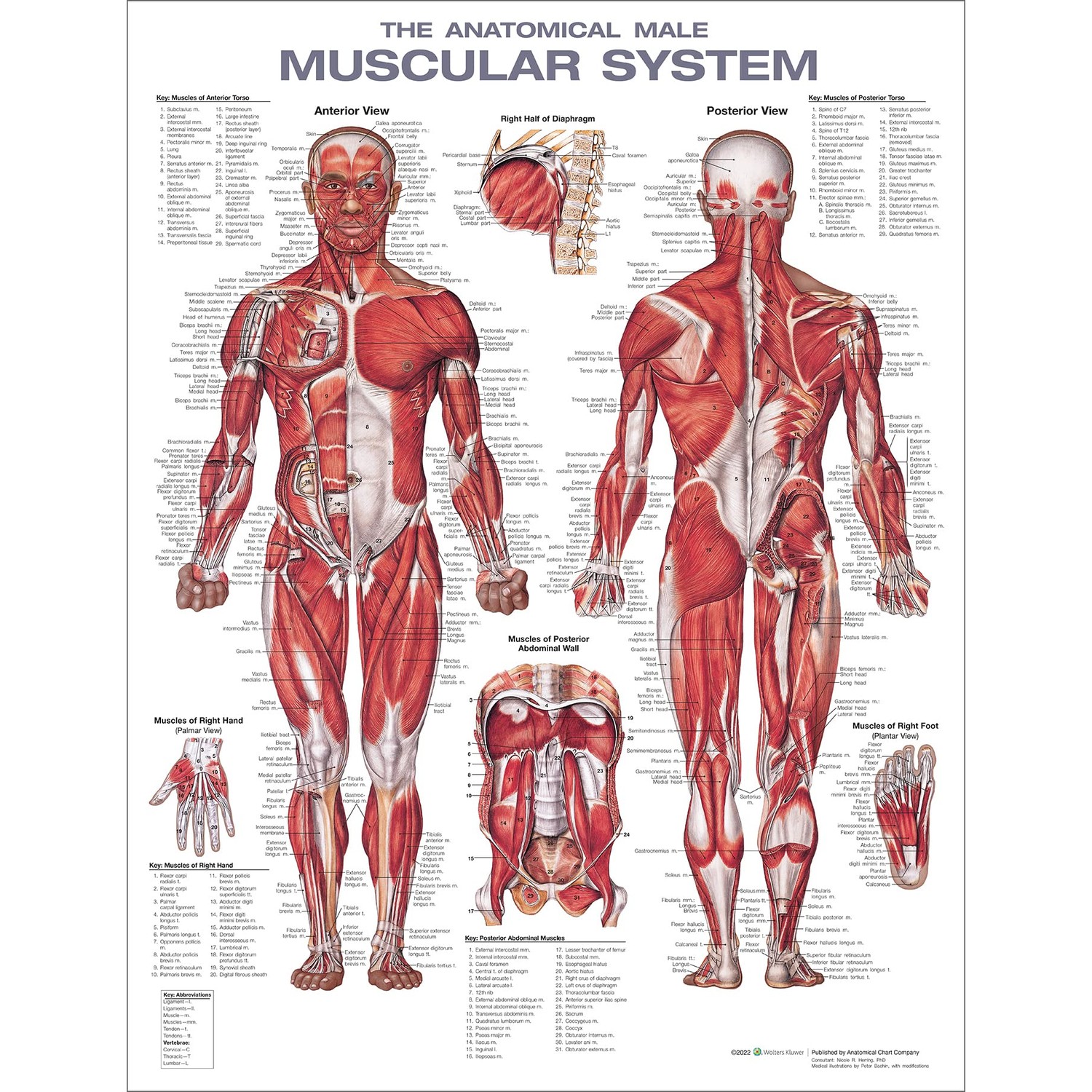 The Muscular System Anatomical Chart Laminated , Nursery - ibspot.com