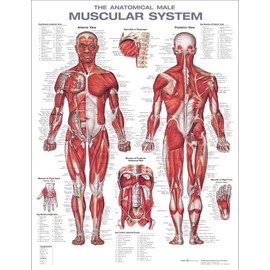 The Muscular System Anatomical Chart Laminated , Nursery