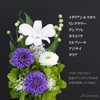 Art Four Seasons Flower Vs. Design SET Lira Preserved Flower