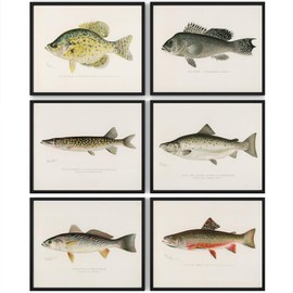 DREAM BIG PRINTABLES Vintage Fish Wall Art Prints (Set of 6) - Unframed - 11x14s | Fishing Décor | Vintage Decor | Kitchen Wall Art | Kitchen Wall Decor